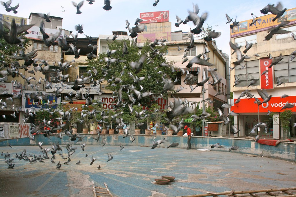 City Moment – The Conference of Birds, Basant Lok Market