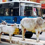 City Notice - Job Vacancy for Cow Eaters, Shahpur Jat