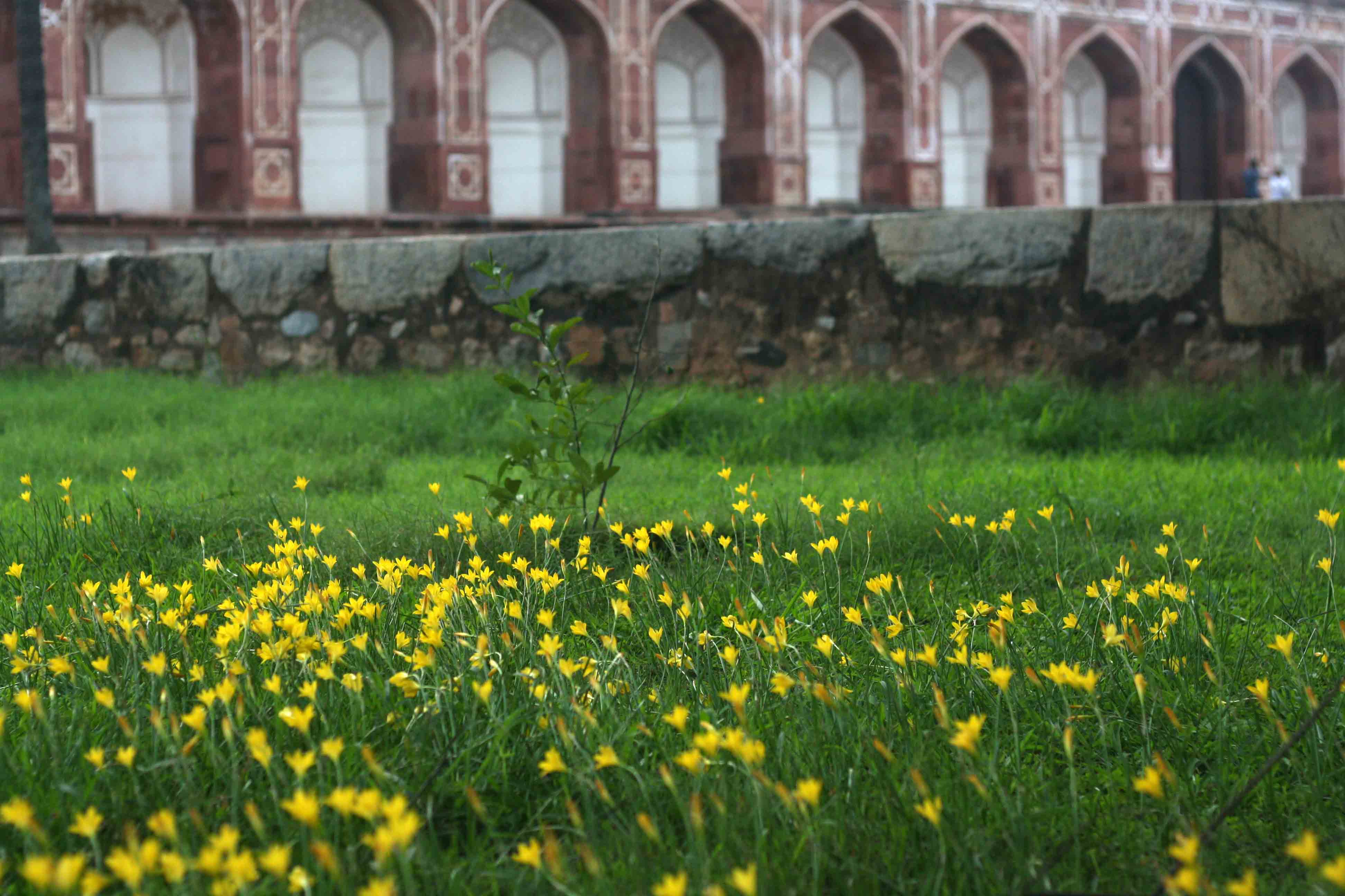 City Nature – Yellow Flowers, Humayun’s Tomb