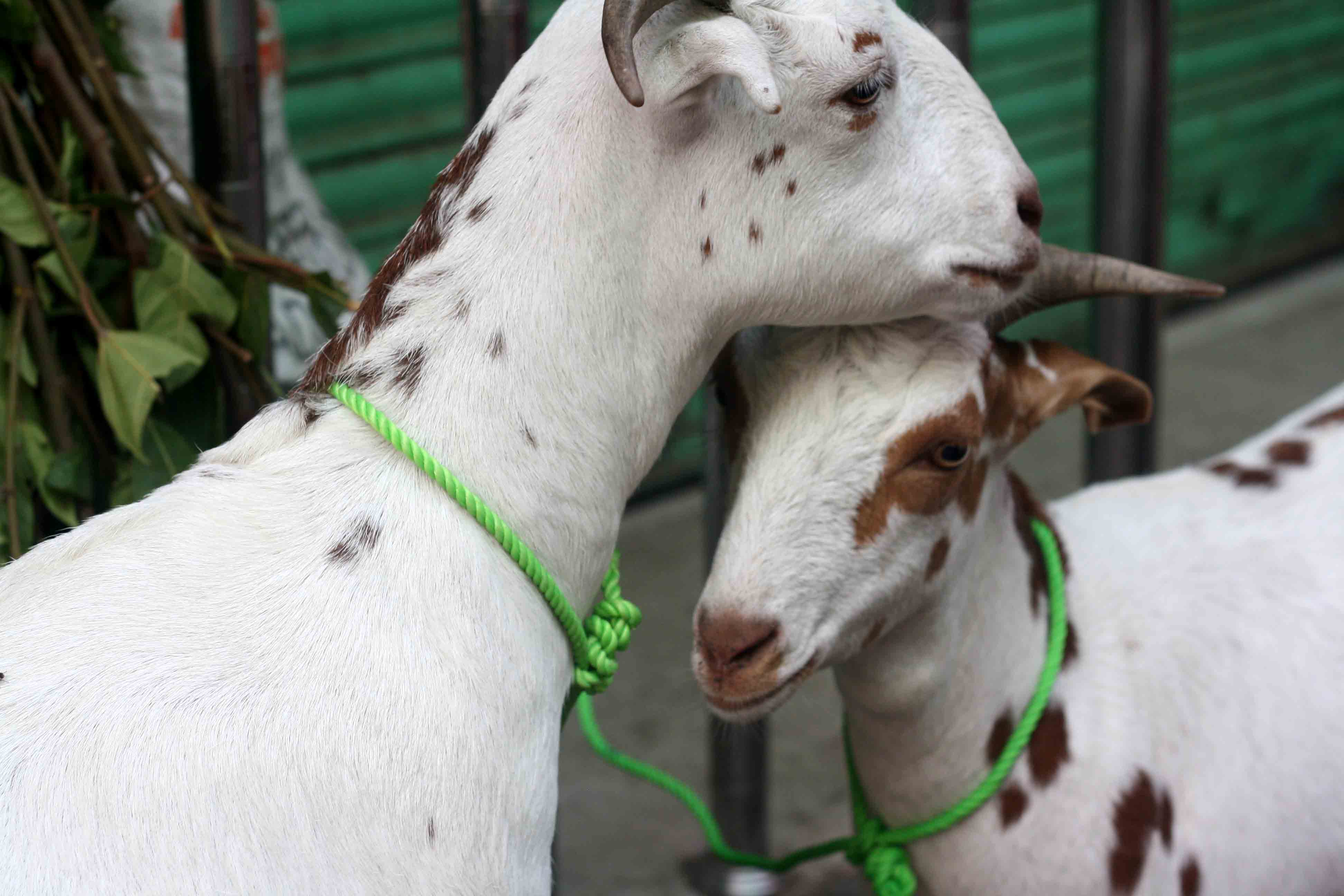 Photo Essay - Bakra Eid Goats, Old Delhi