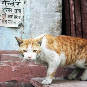 City Life - Living with Cats, Old Delhi