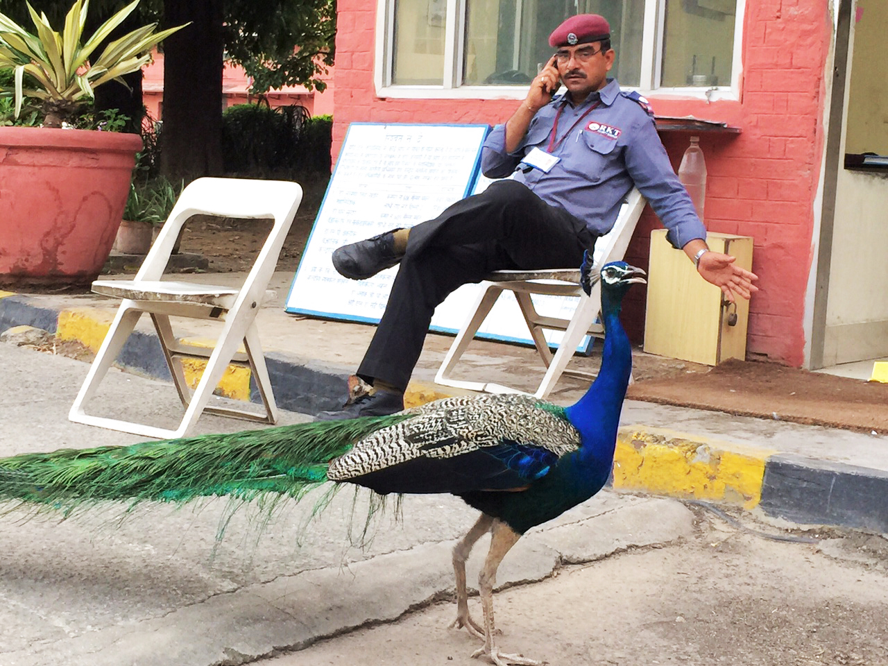 Photo Essay - The Peacock's Monsoon Plot, Mausam Bhawan