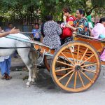 City Moment - Tonga Riders, Outside Zakir Husain Delhi College
