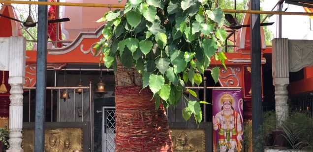 City Faith - A Tree's New Life, Shiv Temple, Vinay Marg