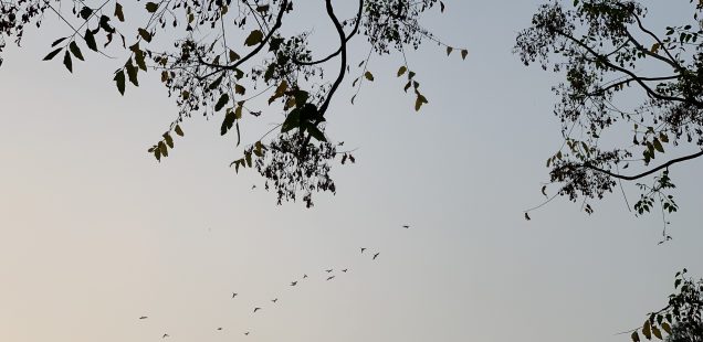 City Nature - Homeward-Bound Birds, Central Delhi