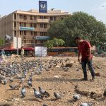 City Hangout - Bird Feeding Pilgrimage, Hamdard Chowk