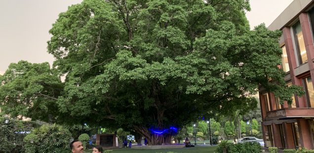 City Landmark - Paakar Tree, Constitution Club of India, Central Delhi