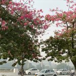City Season - The Floss-Silk Bloom, Outside Ambience Mall Driveway