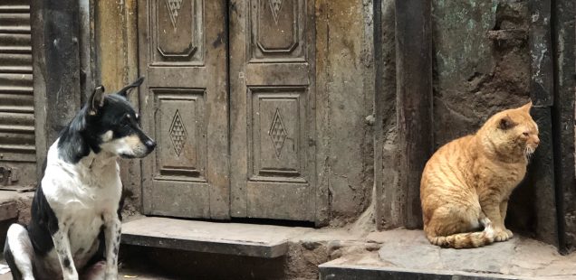 City Hangout - Cats & Dogs, Bulbuli Khana