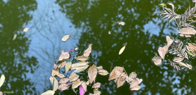 City Season - Floss-Silk Flowers in Bloom, Lodhi Garden Lake