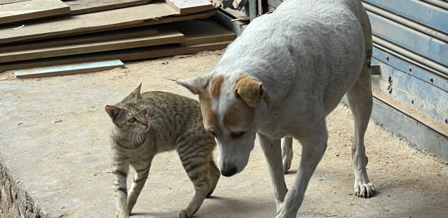 City Moment - Dog Loves Cat, Near Golcha Cinema
