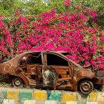 City Season - Bougainvillaea Watching, Indirapuram & Other Places