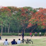 City Season - Gulmohar Sightings, Gulmohar Park & Elsewhere