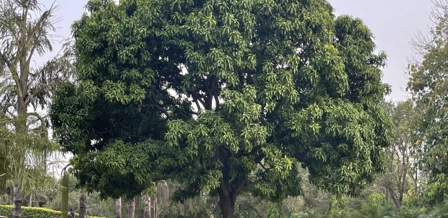 City Landmark - Mango Tree, Deer Park