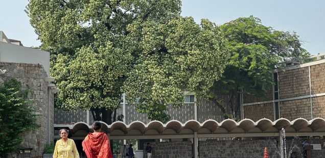 City Nature - Saptaparni Tree in Bloom, India International Center & Other Places