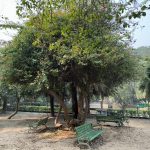 City Nature - Bougainvillea Trees, Lodhi Garden