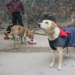 City Living - Stray Dogs Feeding Sites, Around Town