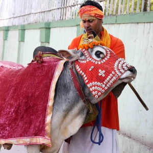 City Moment - Happy Cow, Sri Aurobindo Marg