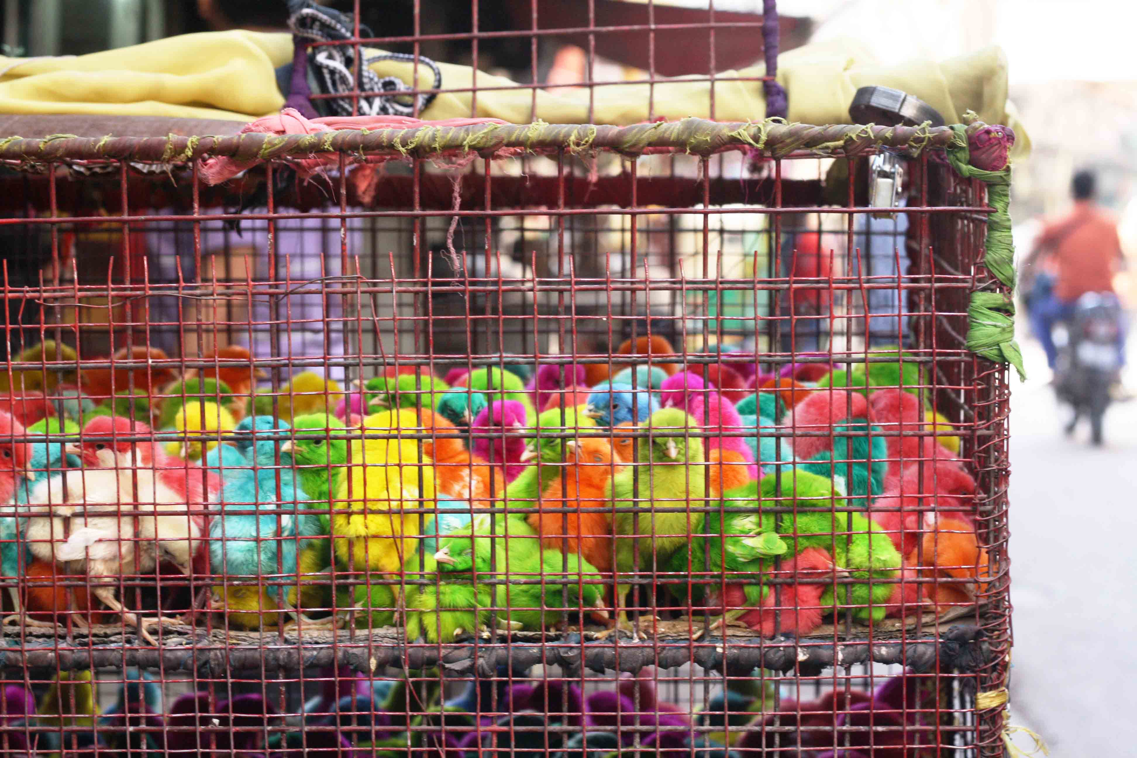 City Moment – Dyed Chicks, Okhla