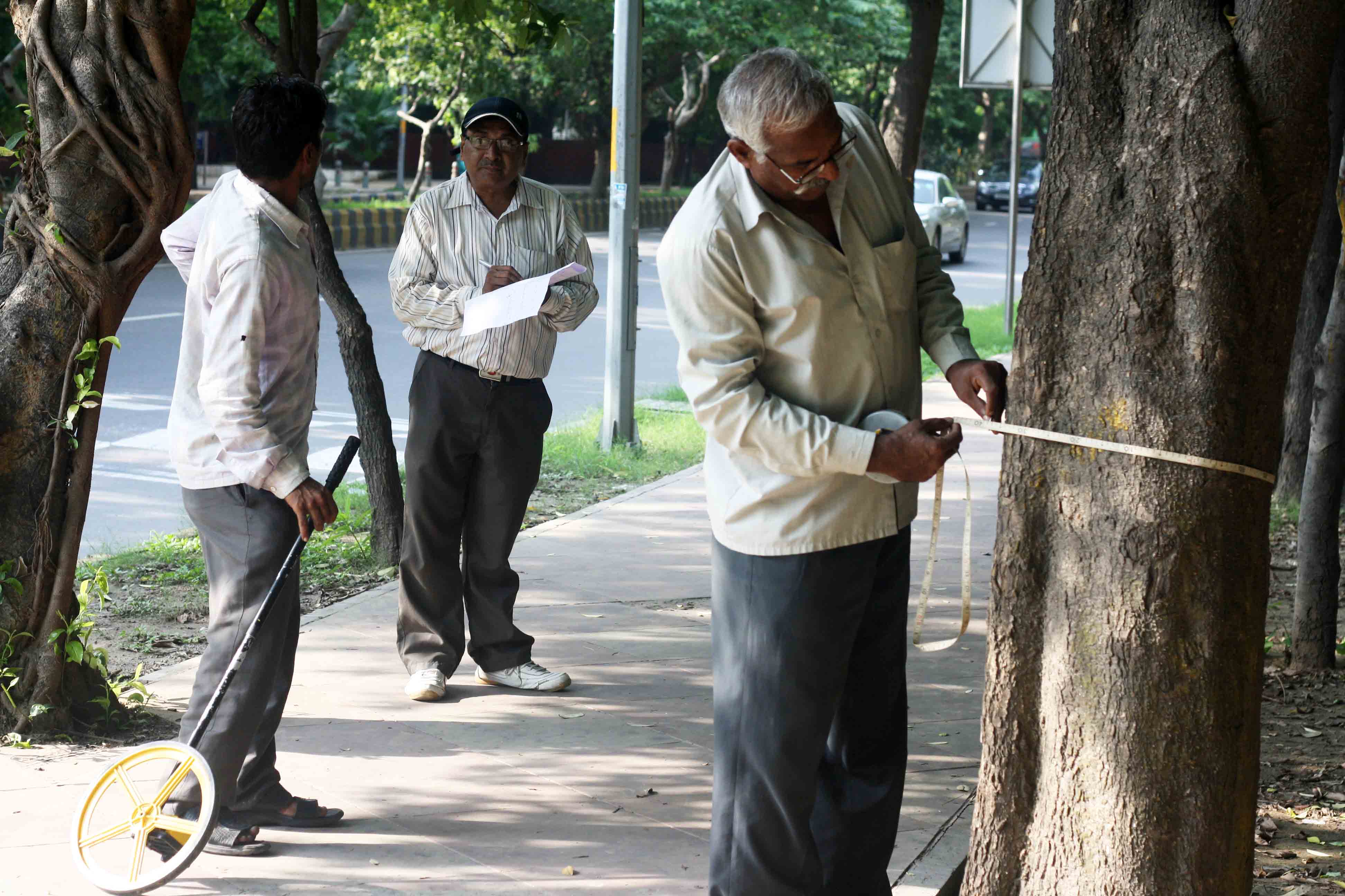 City Moment – The Tree Surveyors, Bhisham Pitamah Marg