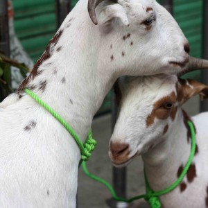 Photo Essay - Bakra Eid Goats, Old Delhi