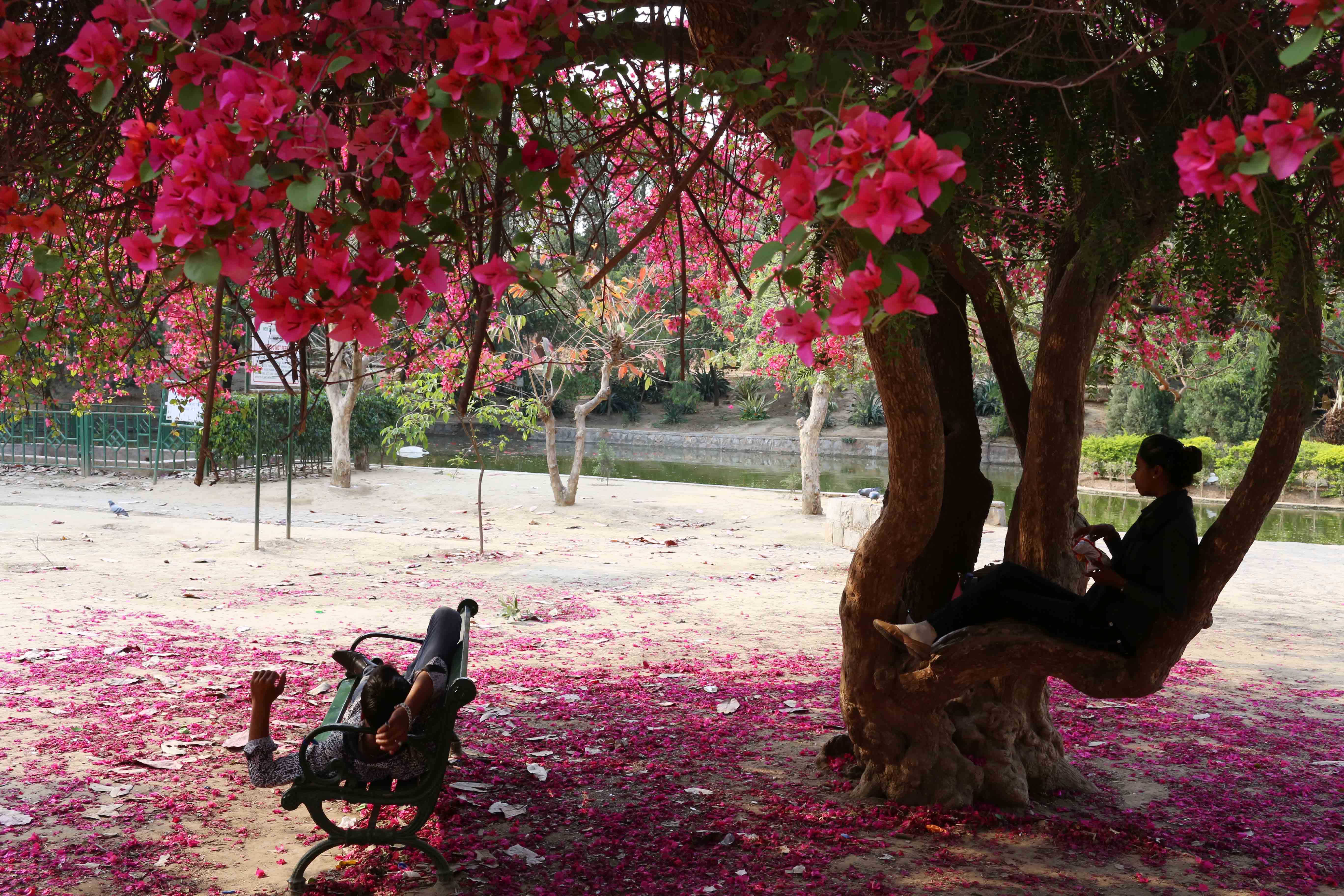 City Nature - The Two Bougainvillea Trees, Lodhi Gardens