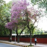 City Nature - Blue Trees, Maharshi Raman Road