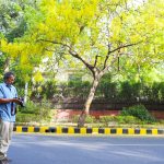 City List – Pradip Krishen's Most Suitable Trees for Delhi