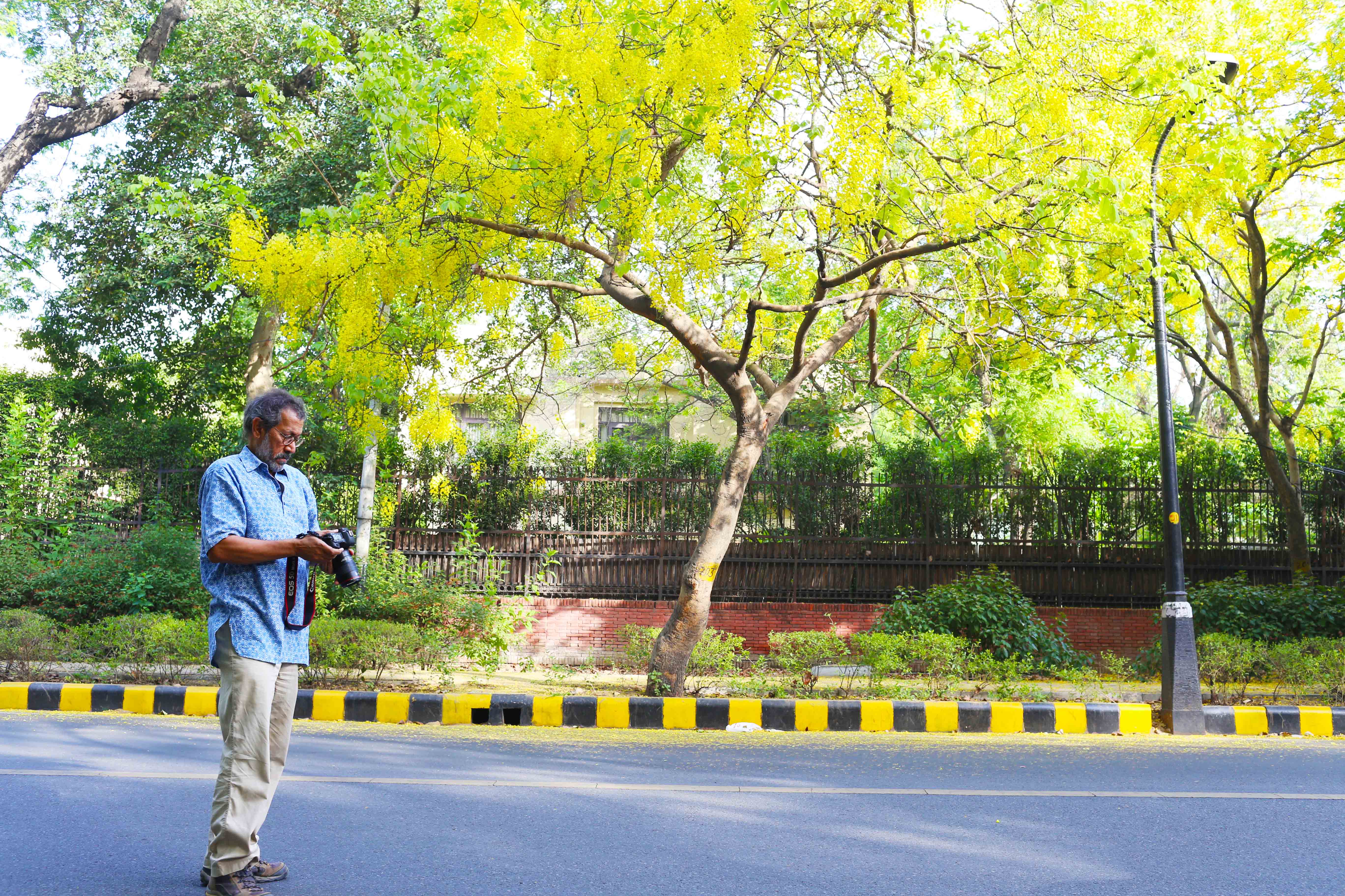 City List – Pradip Krishen's Most Suitable Trees for Delhi