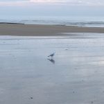 City Moment - Seeing Proust's Soul in a Solitary Seagull, Cabourg, France