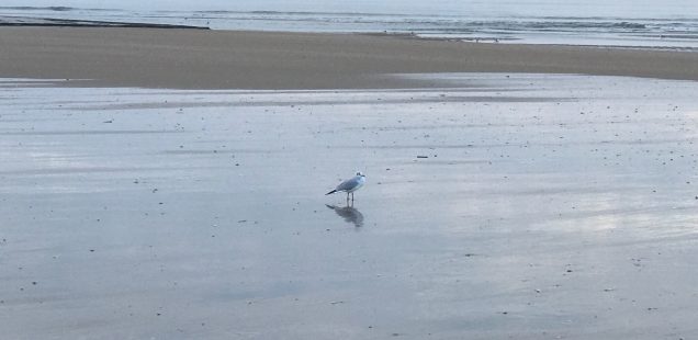 City Moment - Seeing Proust's Soul in a Solitary Seagull, Cabourg, France