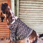 City Life - Winter Couture for the Goats, Walled City
