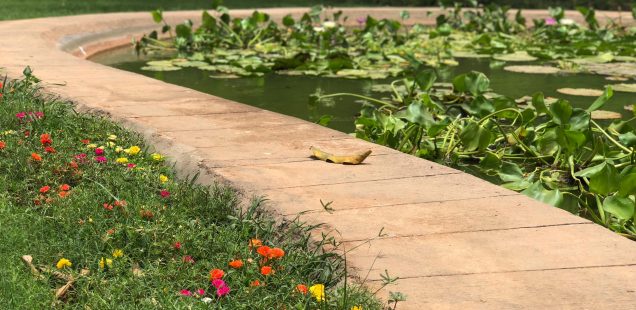 City Nature - The Magic of Portulaca Flowers, Lodhi Gardens