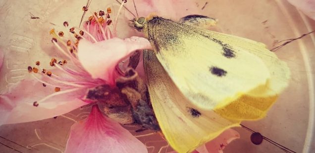 Our Self-Written Obituaries – Julia Julley's Butterfly, Varna, Bulgaria