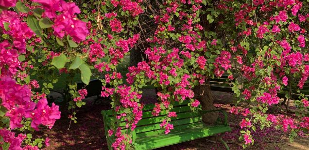 City Season - Bougainvillaea Bloom, Lodhi Garden