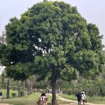 City Landmark - Mango Tree, Deer Park