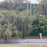 City Hangout - Pond-Side Trees, Redeveloped Central Vista