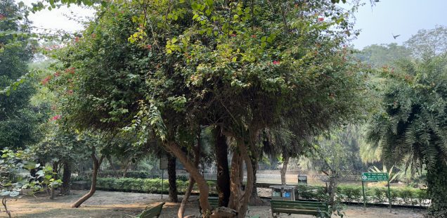 City Nature - Bougainvillea Trees, Lodhi Garden