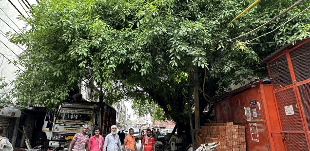 City Life - Pilkhan Tree, Old Delhi