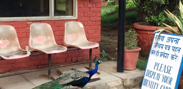 City Life - Peacock Sighting, Mausam Bhawan & Elsewhere